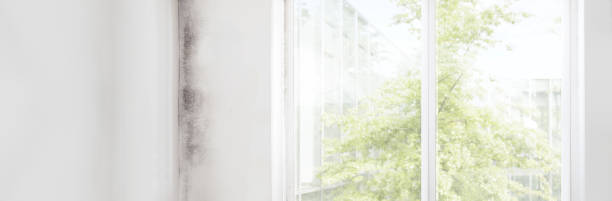 Best Mold-Related Health Consultation  in Liberty Corner, NJ