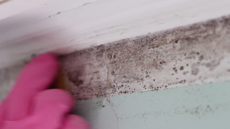 Liberty Corner, NJ Mold Removal Company